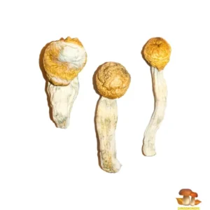 Buy Penis Envy Mushrooms UK ,Penis Envy magic Mushrooms for sale England , Order Magic mushrooms online Scotland ,Purchase shrooms Northern Ireland