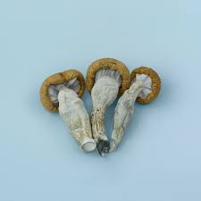 Buy Blue Meanie Magic Mushrooms uk, Blue meanie for sale England ,Order magic mushroom Scotland ,Purchase magic shrooms online Wales