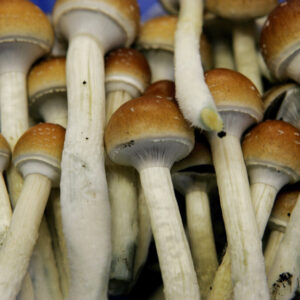 Liberty Caps For Sale UK, Buy Liberty cap online England , Where to buy magic mushrooms Northern Ireland., order Psilocybe semilanceata Scotland , Purchase Magic Mushrooms Wales