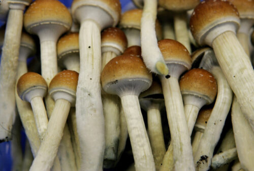 Liberty Caps For Sale UK, Buy Liberty cap online England , Where to buy magic mushrooms Northern Ireland., order Psilocybe semilanceata Scotland , Purchase Magic Mushrooms Wales